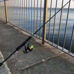 今日はあたりが…