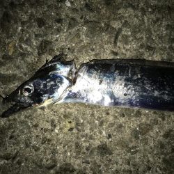 雨には勝てず。