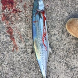 バラシばっかり…