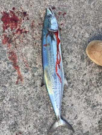 バラシばっかり…