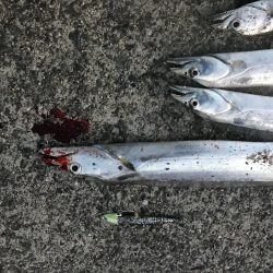 風が強く投げにくかったけど魚は居ます