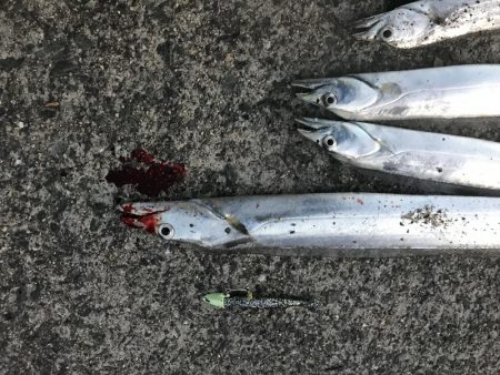 風が強く投げにくかったけど魚は居ます