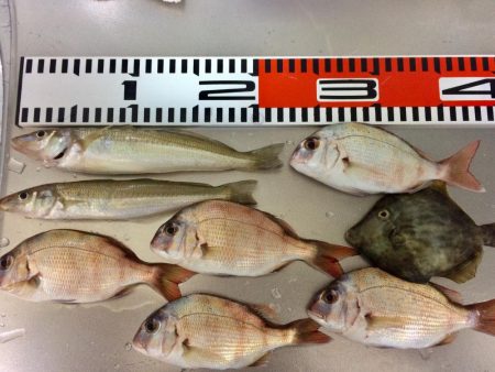 連日の釣行 頑張りました