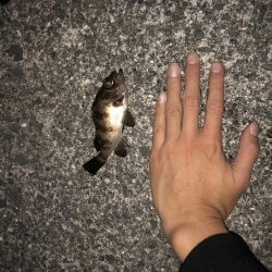 貝塚人工島メバリング