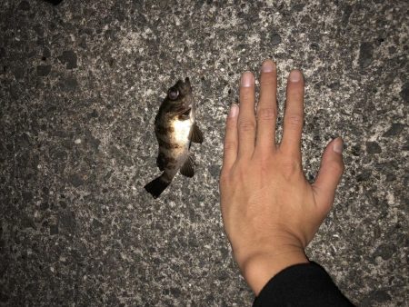 貝塚人工島メバリング