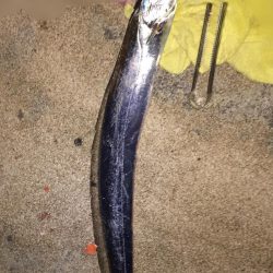 昨日に続いてタチウオ釣行