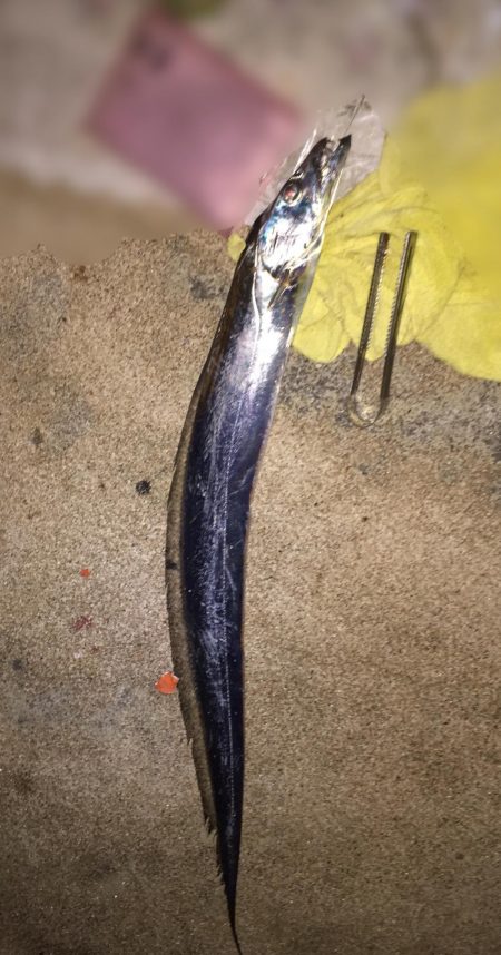 昨日に続いてタチウオ釣行