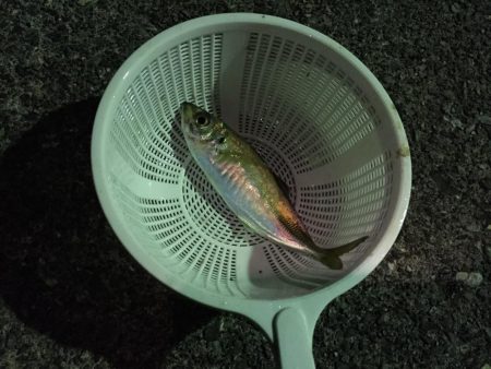 半日でコレ……