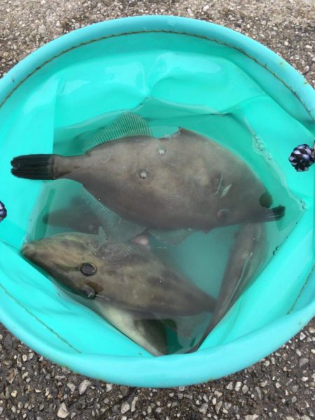 マルハゲ終わりかなぁ、、、