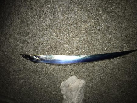 冷え込んできたがまだまだ釣れます