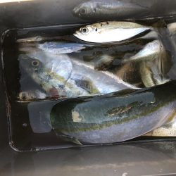 まだ釣れた！