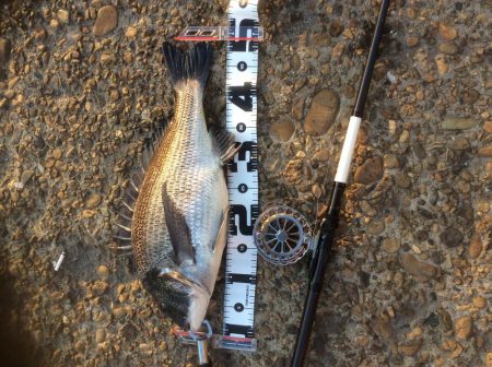 惜しいあと1センチで年無し