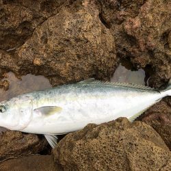 久しぶりのメジロ