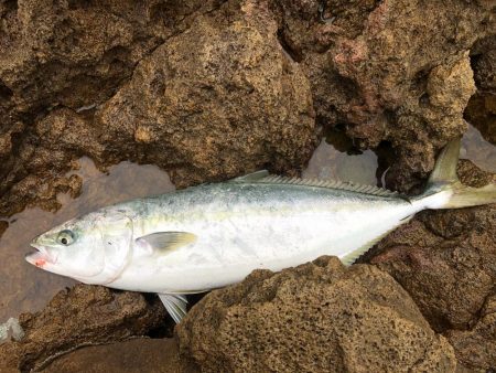 久しぶりのメジロ