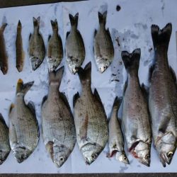 セイゴとチヌにハゼ