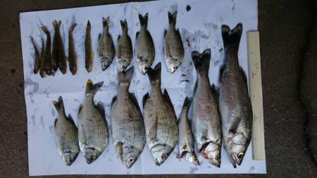 セイゴとチヌにハゼ