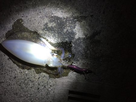 エギング デビュー 2回目