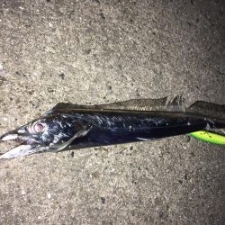 表層のみの釣果