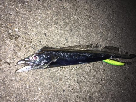 表層のみの釣果