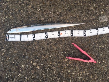 神戸港　小野浜辺りでタチウオ釣れました