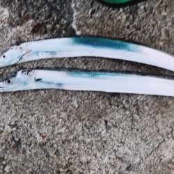 顔だけドラゴン