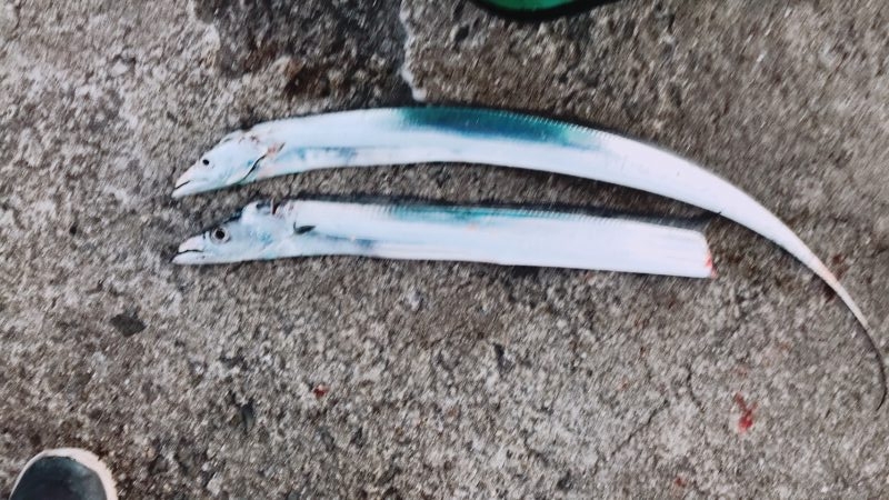 顔だけドラゴン