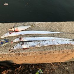 ホームでタチウオ