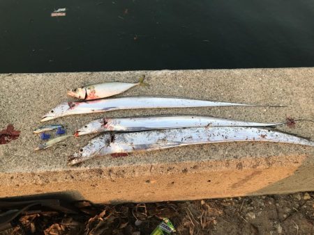 ホームでタチウオ