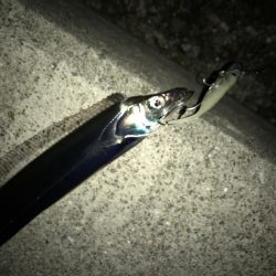 タチウオサイズダウン、、、