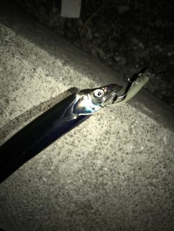 タチウオサイズダウン、、、