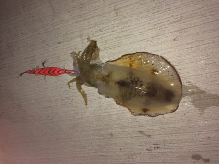 鞆浦の新港にて