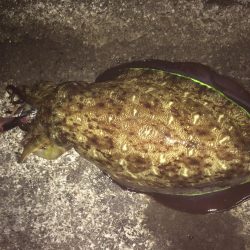 フィッシュオーン！