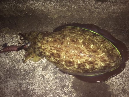 フィッシュオーン！