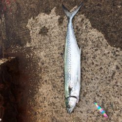 サゴシそれなり