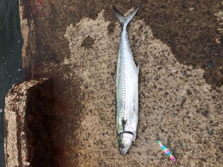 サゴシそれなり