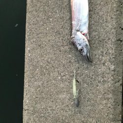 夕まずめタチウオ