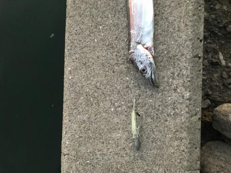 夕まずめタチウオ