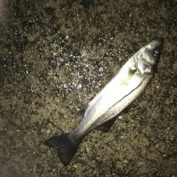 タチウオ場所移動