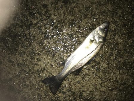 タチウオ場所移動