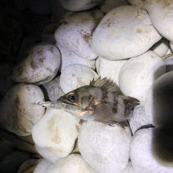 やっぱメバちゃん