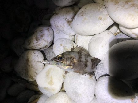 やっぱメバちゃん