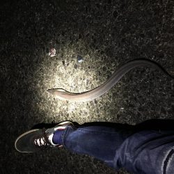 夜間の打ち込みにて