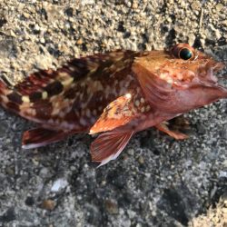 平磯は、風が冷たいです。