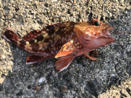 平磯は、風が冷たいです。