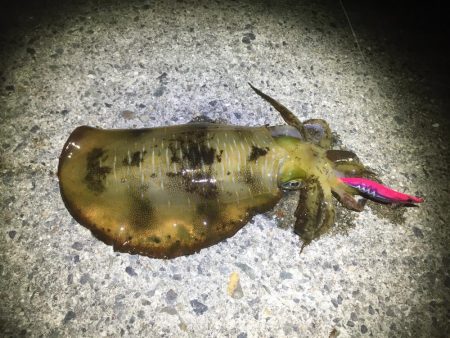 ひたすらエギング