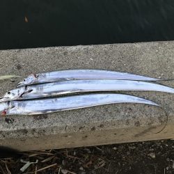 まだまだタチウオいけるかな？