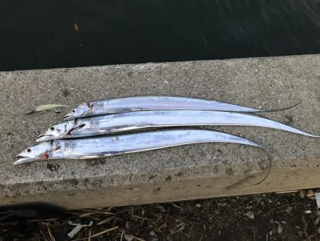 まだまだタチウオいけるかな？