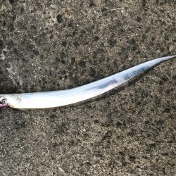 むこいちでタチウオ