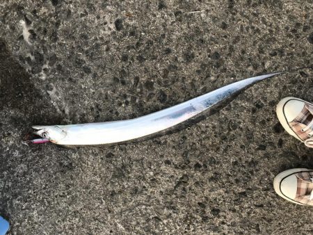 むこいちでタチウオ