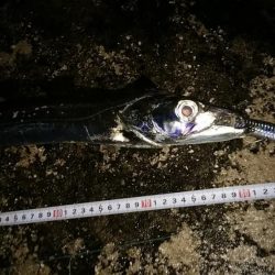 早朝の西表島で太刀魚とターポン